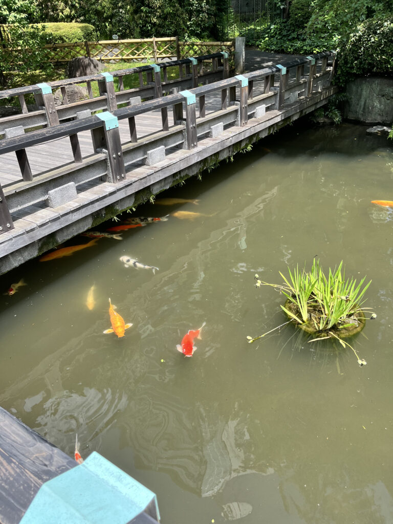 東郷神社　鯉